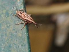 Rhabdoscelus lineaticollis