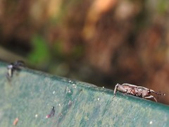 Rhabdoscelus lineaticollis