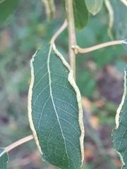 Aceria craspedophyes