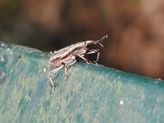 Rhabdoscelus lineaticollis