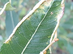 Aceria craspedophyes