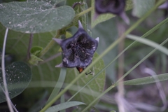 Dictyanthus reticulatus