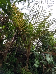 Sphaeropteris quindiuensis