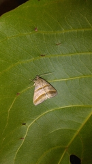 Ptichodis vinculum