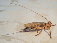 Paragryllacris combusta