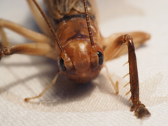 Paragryllacris combusta