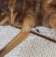 Paragryllacris combusta