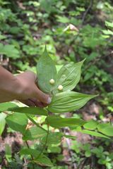 Streptopoideae