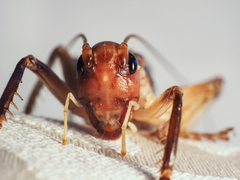 Paragryllacris combusta