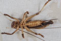 Paragryllacris combusta