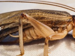 Paragryllacris combusta