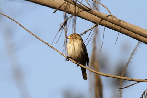 Drab Seedeater (Sporophila simplex), photo 8