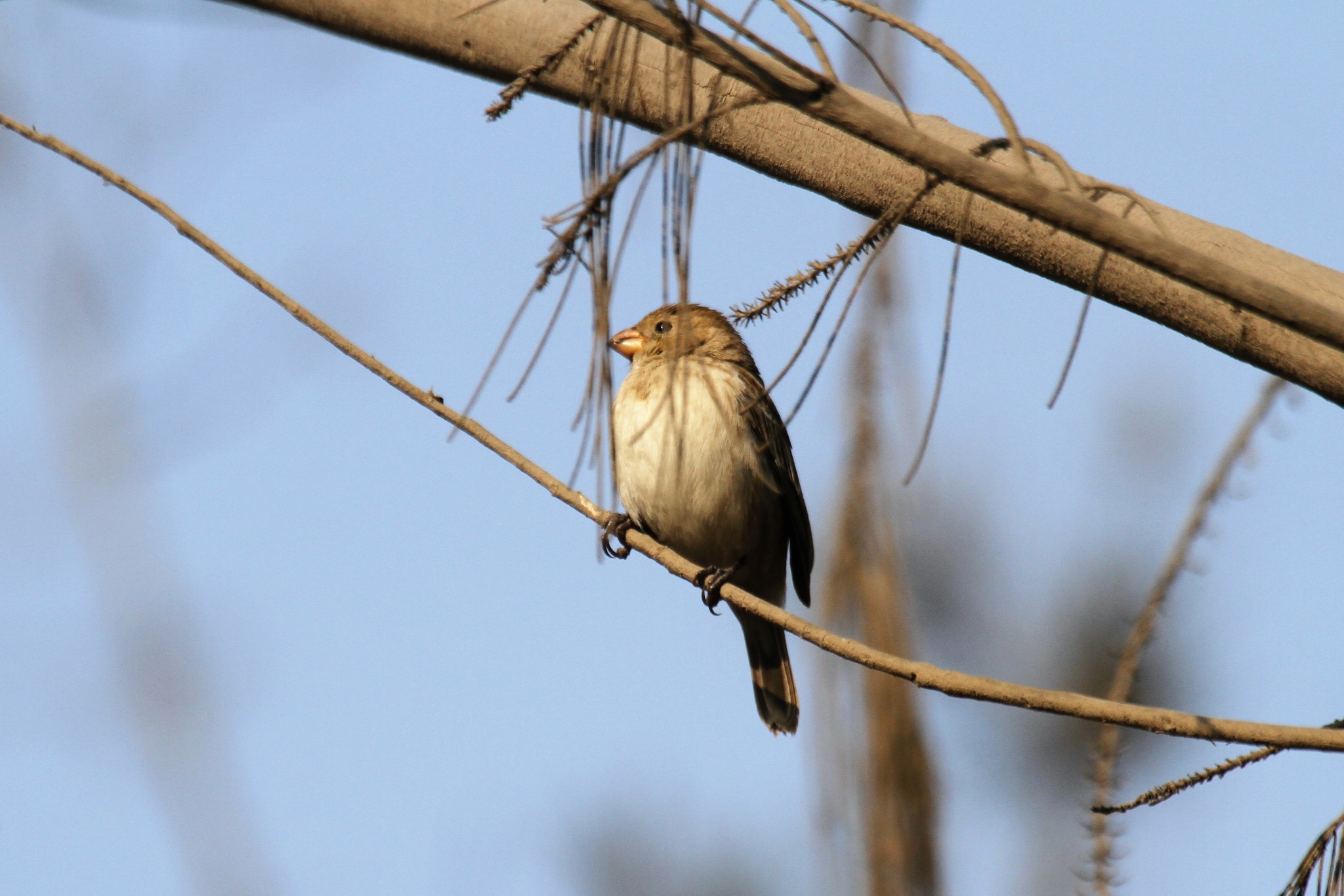 Drab Seedeater (Sporophila simplex), photo 8