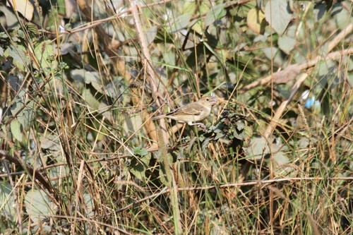 Parrot-billed Seedeater (Sporophila peruviana), photo 6