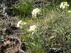 Erysimum franciscanum