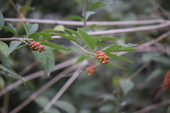 Citharexylum hidalgense