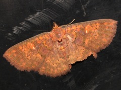 Sarobides inconclusa