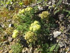 Lomatium dasycarpum dasycarpum