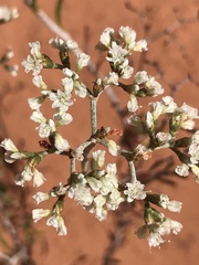 Eriogonum microtheca simpsonii