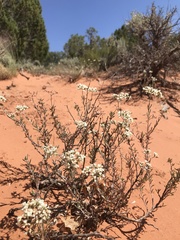 Eriogonum microtheca simpsonii