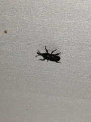 Sitophilus zeamais