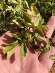 Rhus aromatica aromatica