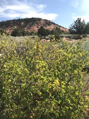Rhus aromatica aromatica