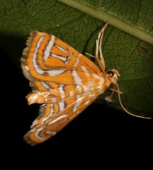 Cymoriza