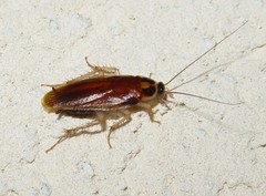 Ischnoptera bilunata