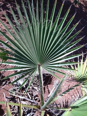 Arecaceae