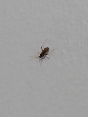 Phytocoris