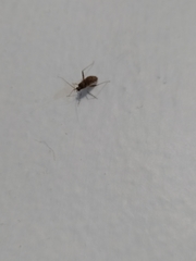 Phytocoris