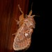 Orange Cup Moth - Photo (c) Nick Lambert, some rights reserved (CC BY-NC-SA), uploaded by Nick Lambert