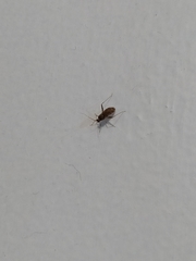 Phytocoris