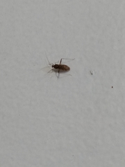 Phytocoris