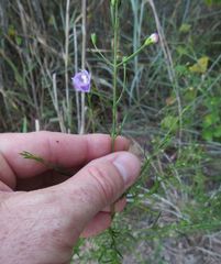 Agalinis homalantha