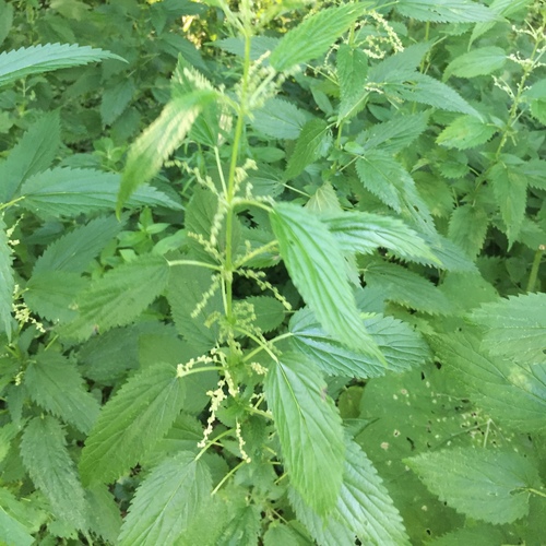 Stinging nettle