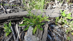 Cynoglossum australe