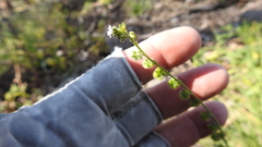 Cynoglossum australe