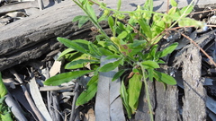 Cynoglossum australe