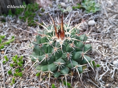 Mammillaria gigantea