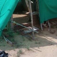 Varanus griseus koniecznyi