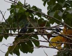 Gymnoderus foetidus