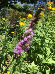 Liatris aspera
