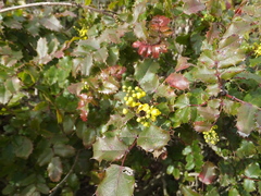 Berberis pinnata pinnata