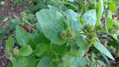 Arctium lappa