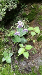 Dorcoceras hygrometricum