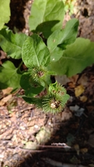 Arctium lappa