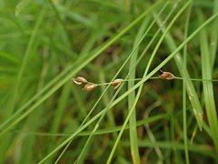 Carex disperma