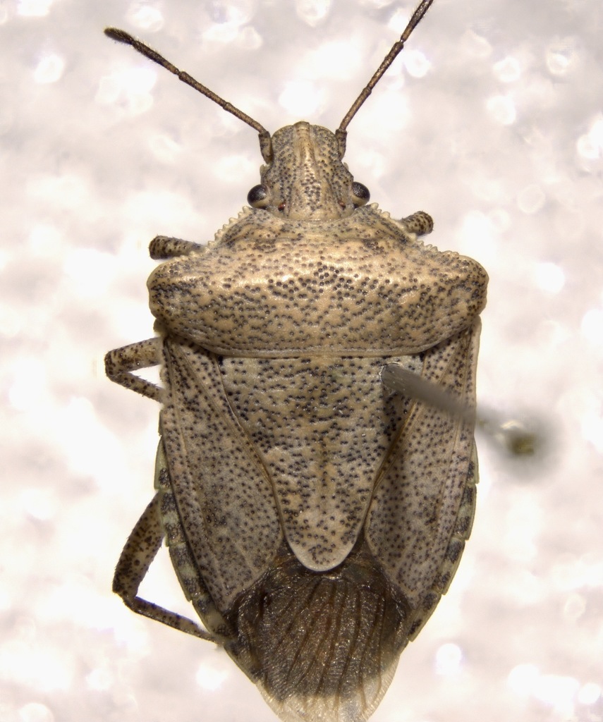 Euschistus egglestoni